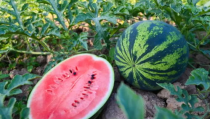 吃瓜网今日吃瓜,揭秘娱乐圈最新热点事件