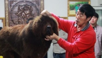 藏獒的饲养,从幼犬到成犬的护理与喂养秘诀