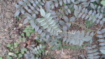 中药材种植技术,绿色、高效、可持续发展的关键